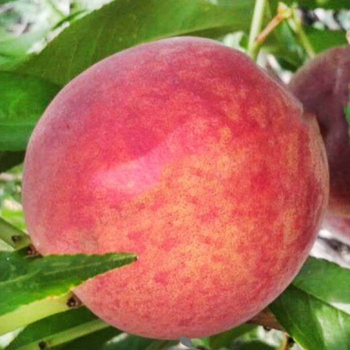 Саджанці Персика Вірінея (Virenea) - середній, високоврожайний, зимостійкий, фото 1