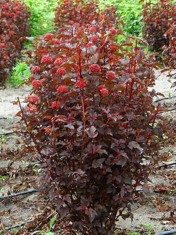 Пухироплідник калинолистий Lady in Red 3 річний, physocarpus opulifoli Lady in Red, фото 1
