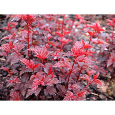 Пухироплідник калинолистий Lady in Red 3 річний, physocarpus opulifoli Lady in Red, фото 6