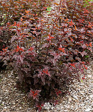 Пухироплідник калинолистий Lady in Red 3 річний, physocarpus opulifoli Lady in Red, фото 4