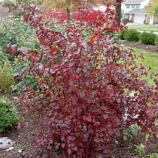 Пухироплідник калинолистий Lady in Red 3 річний, physocarpus opulifoli Lady in Red, фото 3