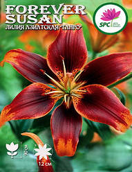 Лілія азійський танго Forever Susan