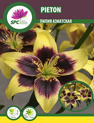 Лілія азійський танго Pieton