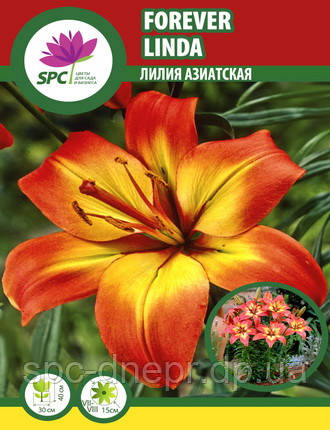 Лілія азійська гірчична Forever Linda