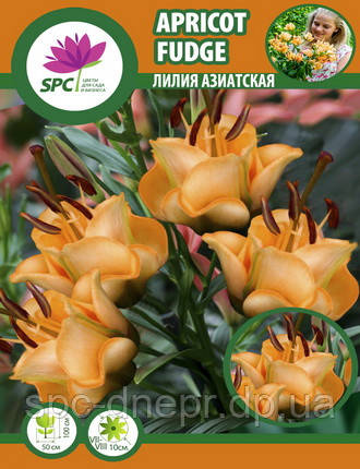 Лілія азіатська махрова Apricot Fudge, фото 2