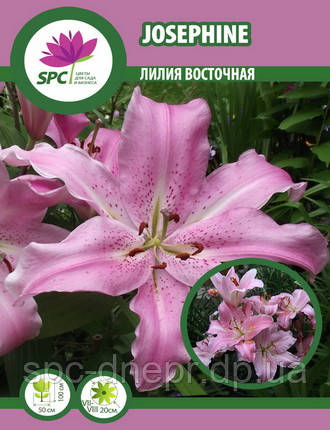 Лілію східна Josephine, фото 1