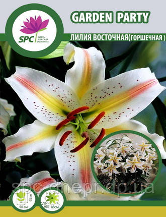 Лілія східна гіршкова Garden Party