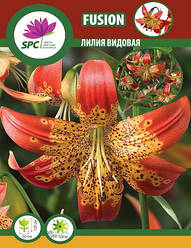 Лілію різновидна Fusion