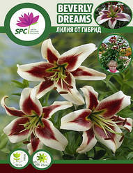 Лілія ОТ гибрид Beverly Dreams