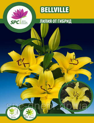 Лілію ОТ гібрид Bellville