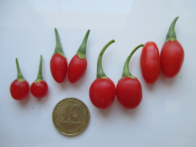 саджанці годжі, купити годжі, саджанці годжі ціна, годжі фото, годжі властивості