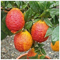 Дерево - сад Апельсин Фрагола или клубничный + лимон Киевский крупноплодный