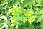 Kobayashi Pharmaceutical Chitosan Asoba Aojiru зелений сік японської селери і хітозан, 30 пакетів по 3 г, фото 3