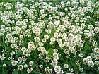 Семена Клевер белый Ривендел (Дания) Професійне насіння 50 г, фото 4