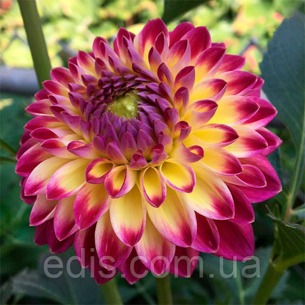 Жоржина Помпонная Hapet Daydream