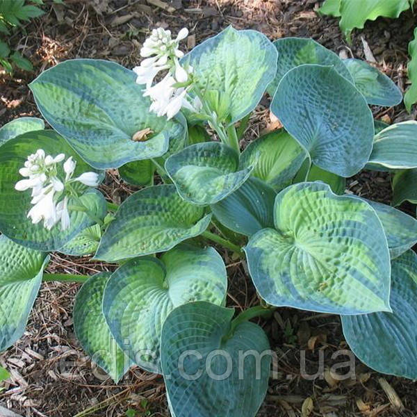 Raíz de Hosta Sombras Azules: descripción..