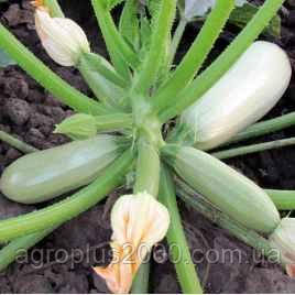 Насіння Кабачок Лавина F1 100 насіння Lucky Seed, фото 3