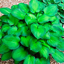 Хоста Midwest Magic контейнер 1 л