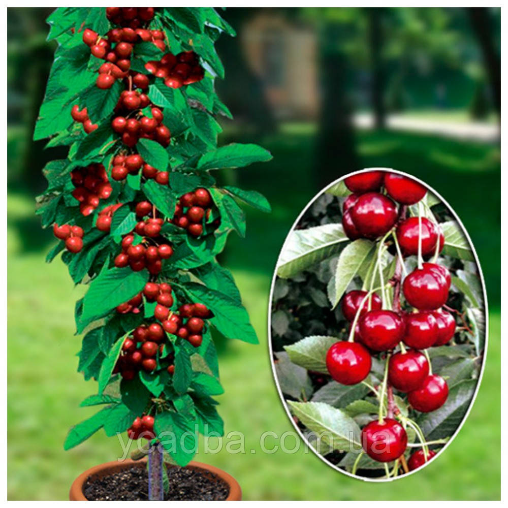 Вишня колоноподібна Малютка (рання), фото 1