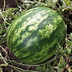 КС 165 F1/KS 165 F1 — Кавун, Kitano Seeds. 1000 насіння