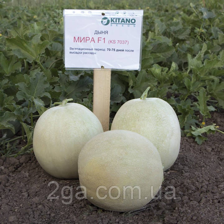 Світу F1/Mira F1 (KS 7037 F1) — Диня, Kitano Seeds. 1000 насіння