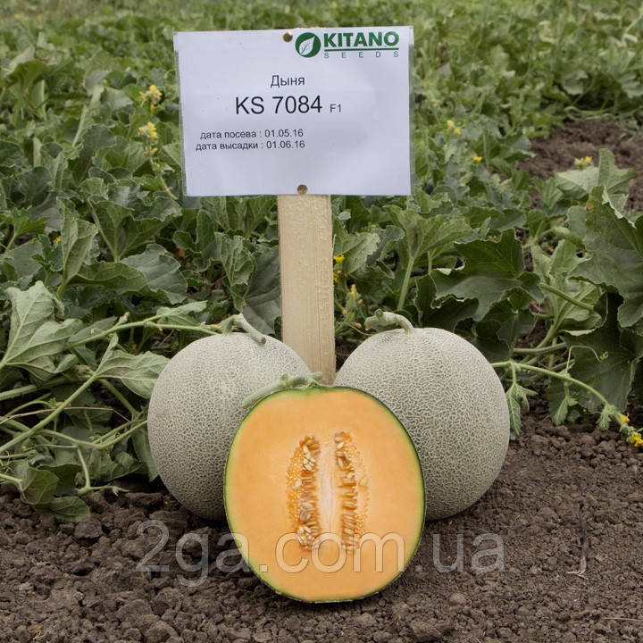КС 7084 F1/KS 7084 F1 — Диня, Kitano Seeds.1000 насіння