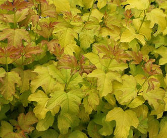 Калина звичайна Park Harvest 3 річна, Калина обыкновенная Парк Харвест, Viburnum opulus Park Harvest