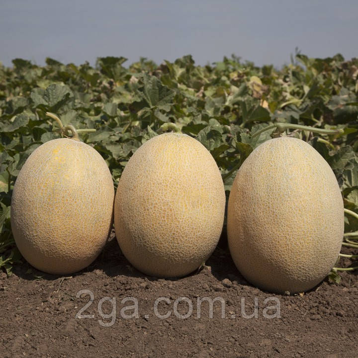 КС 6150 F1 / KS 6150 F1 — Диня, Kitano Seeds.1000 насіння