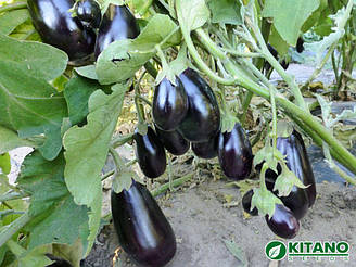 ПРАДО F1 / PRADO F1 (KS 27) — Баклажан, Kitano Seeds. 1000 насіння