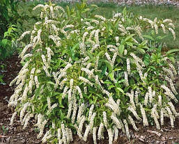 Ітея віргінська Merlot 2 річна, Итея віргінська Мерлот, Itea virginica Merlot, фото 5