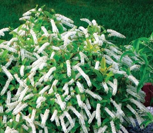 Ітея віргінська Merlot 2 річна, Итея віргінська Мерлот, Itea virginica Merlot, фото 1