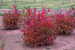 Ітея віргінська Merlot 2 річна, Итея віргінська Мерлот, Itea virginica Merlot, фото 6