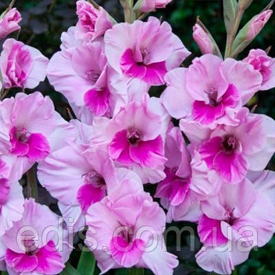 Гладіолус Alannah (Аланна) 3 цибулини