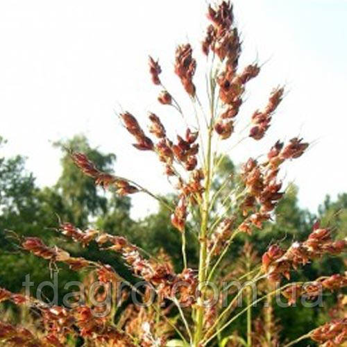 Семена суданской травы (Сорго суданское, Суданка) - фото 1 - id-p1098291451