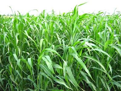 Семена суданской травы (Сорго суданское, Суданка) - фото 2 - id-p1098291451