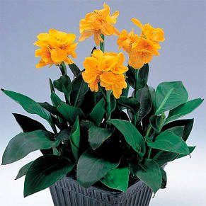 Канна низькоросла Tropical Yellow, фото 3