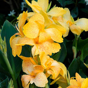 Канна низькоросла Tropical Yellow, фото 1