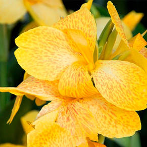 Канна низькоросла Tropical Yellow, фото 4