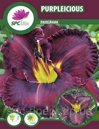 Лілейник Purplelicious, фото 1