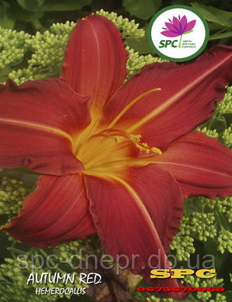 Лійник Autumn Red, фото 2