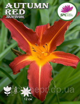 Лійник Autumn Red, фото 1