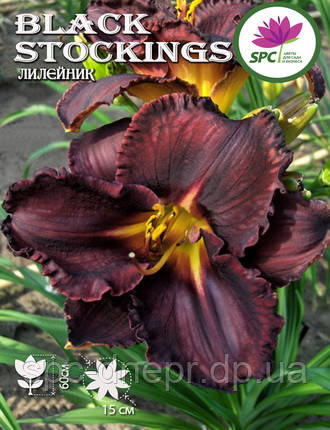 Лілейник Black Stockings