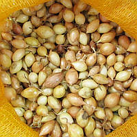 Лук севок Стурон 10 кг, 8/21 мм (Triumfus Onion Products)