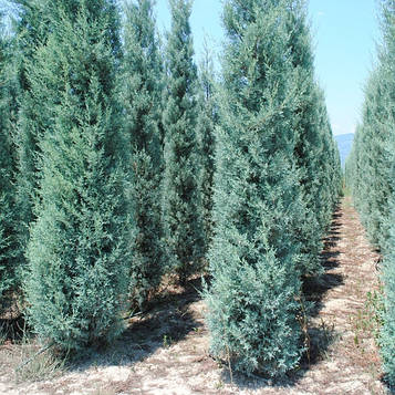 Кипарисовик Лавсона Алюмі (контейнер 0,5 л)