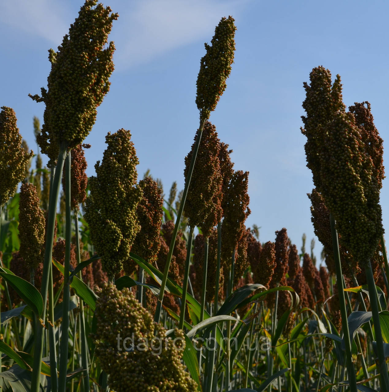 Семена зернового сорго Ютами, 100-105 дней - фото 2 - id-p1098506867