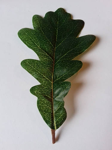 Листья дуба 11,2 см декоративный (ID#1098537252), цена: 3.20 ₴, купить ...