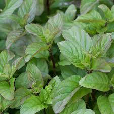 М'ята апельсинова