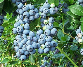 Лохина високоросла Nelson 3 річна, Голубика высокорослая Нельсон, Vaccinium corymbosum Nelson, фото 4