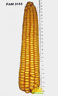 Семена кукурузы РАМ 3153 ФАО 250