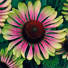 Ехінацея Green Twister кореневище